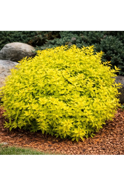 Spiraea Вайт Голд кущ